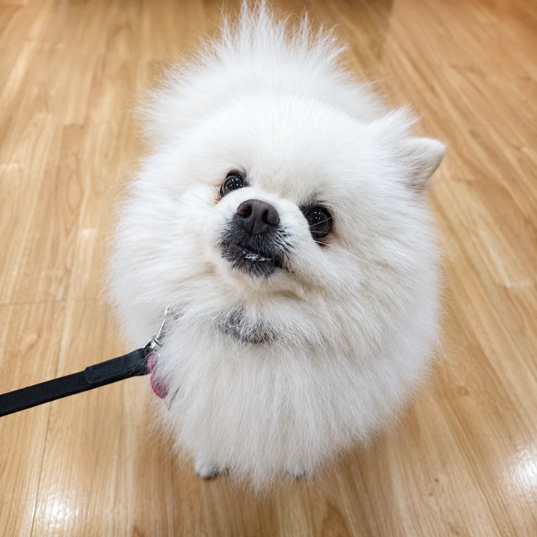 Guio, Pomerania, cliente de Wildpet