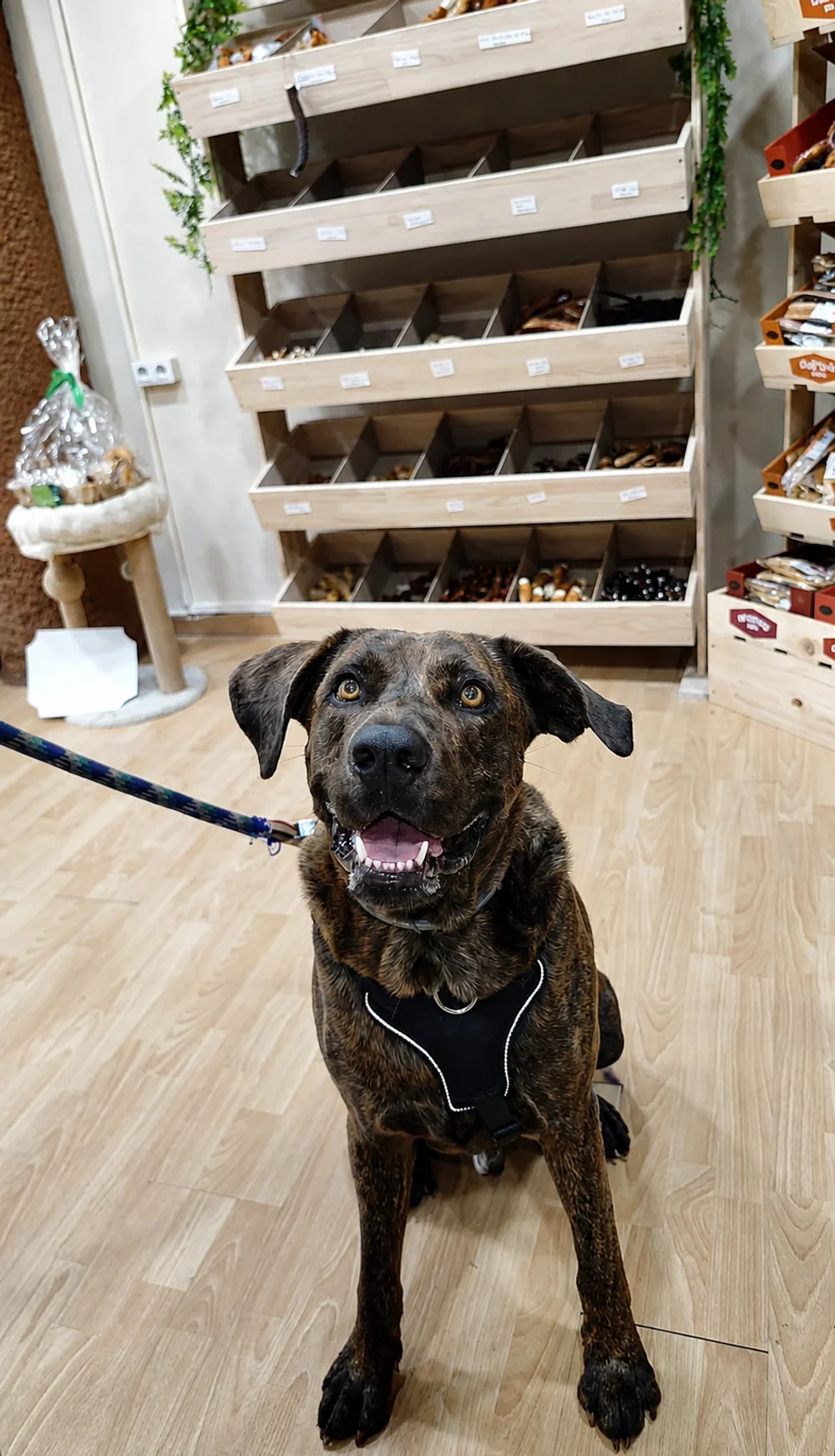 Thanos, Mestizo Presa Canario/Moloso, cliente de Wildpet